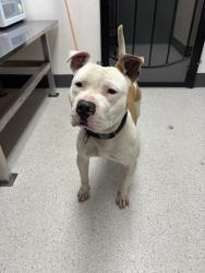 Shelter Stray Male Dog last seen 98th Ave at International, Oakland, CA, 1101 29th Ave, Oakland, CA 94601, USA