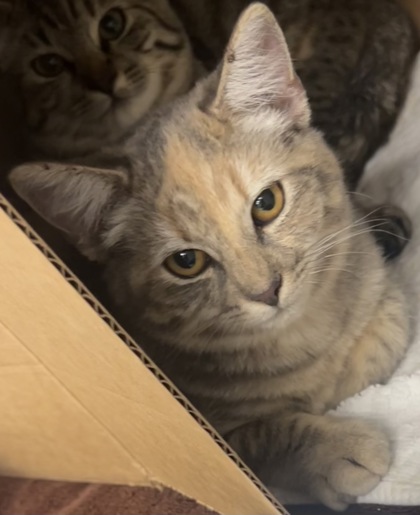 Shelter Stray Unknown Cat last seen Gibson Dr and Roseville Pkwy, Roseville City, CA, 200 Tahoe Ave, Roseville, CA 95678, USA