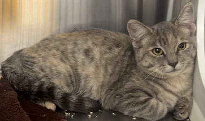 Shelter Stray Unknown Cat last seen Gibson Dr and Roseville Pkwy, Roseville City, CA, 200 Tahoe Ave, Roseville, CA 95678, USA