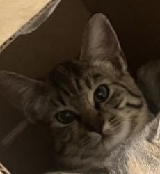 Shelter Stray Unknown Cat last seen Gibson Dr and Roseville Pkwy, Roseville City, CA, 200 Tahoe Ave, Roseville, CA 95678, USA