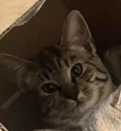 Shelter Stray Unknown Cat last seen Gibson Dr and Roseville Pkwy, Roseville City, CA, 200 Tahoe Ave, Roseville, CA 95678, USA