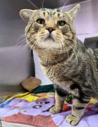 Shelter Stray Male Cat last seen Danville Avenue, 21224, MD, 2490 Giles Rd, Baltimore, MD 21225, USA
