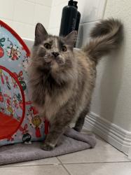 Found/Stray Unknown Cat last seen Orchard Farms Community Park - Hwy 7 & York St, Thornton, CO 80602