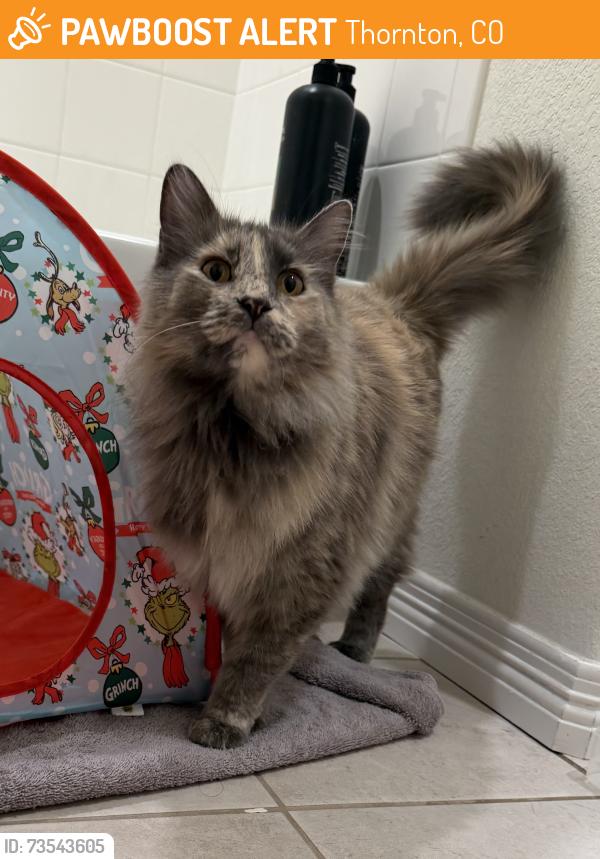 Found/Stray Unknown Cat last seen Orchard Farms Community Park - Hwy 7 & York St, Thornton, CO 80602