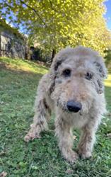 Shelter Stray Female Dog last seen Near Glenoaks dr, City of Knoxville ASO, TN, 3201 Division St, Knoxville, TN 37919, USA