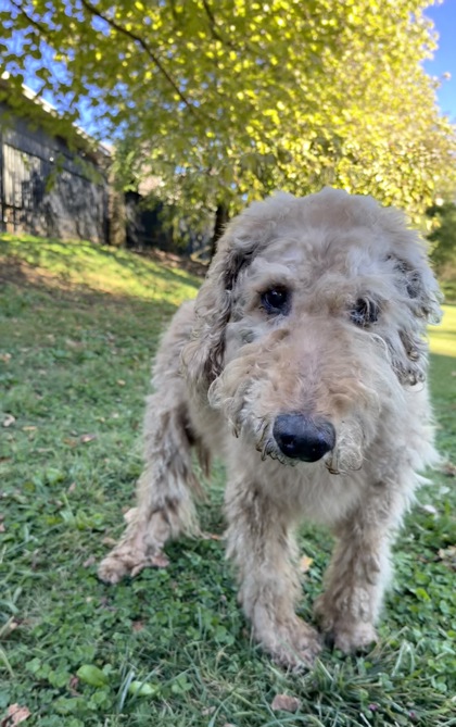 Shelter Stray Female Dog last seen Near Glenoaks dr, City of Knoxville ASO, TN, 3201 Division St, Knoxville, TN 37919, USA