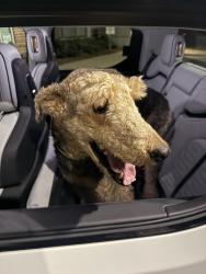 Reunited Male Dog last seen Near Tryon Rd by the NinetyNine apmts, Raleigh, NC 27603