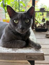 Lost Male Cat last seen Jefferson Hwy, Jefferson, LA 70121
