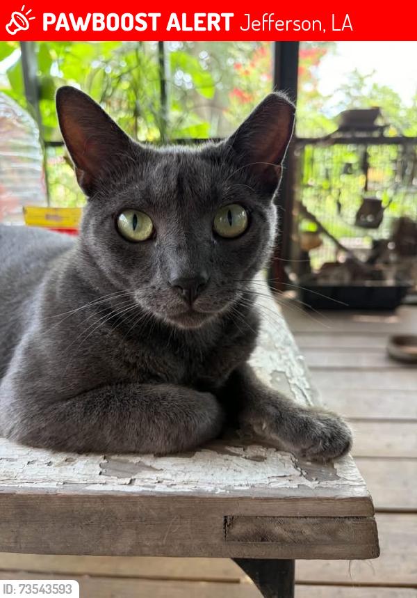 Lost Male Cat last seen Jefferson Hwy, Jefferson, LA 70121