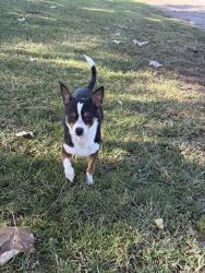 Lost Female Dog last seen Gerhart, Monterey Park, CA 91754