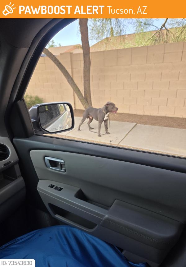Found/Stray Male Dog last seen Tucson blvd, Tucson, AZ 85706
