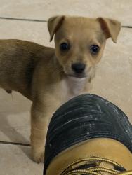 Lost Male Dog last seen Florida, Palm Springs, FL 33406
