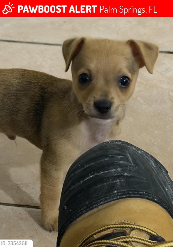 Lost Male Dog last seen Florida, Palm Springs, FL 33406
