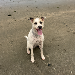 Reunited Male Dog last seen 9th Street, Benicia, CA 94510
