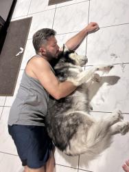 Reunited Male Dog last seen Psl blvd, Port St. Lucie, FL 34952