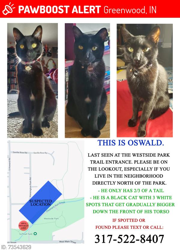 Lost Male Cat last seen Howard and Main, Westside Park, Greenwood, IN 46142