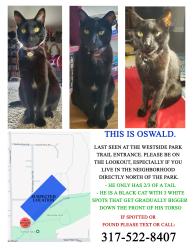 Lost Male Cat last seen Howard and Main, Westside Park, Greenwood, IN 46142