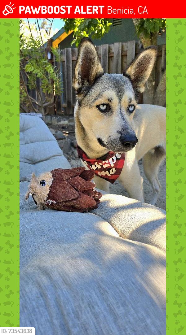 Lost Male Dog last seen 9th Street, Benicia, CA 94510