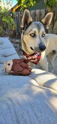 Lost Male Dog last seen 9th Street, Benicia, CA 94510