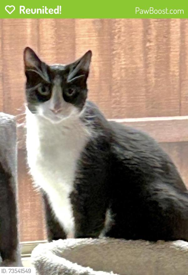 Reunited Male Cat last seen Near Moonglade Rd, Lavon, TX 75166