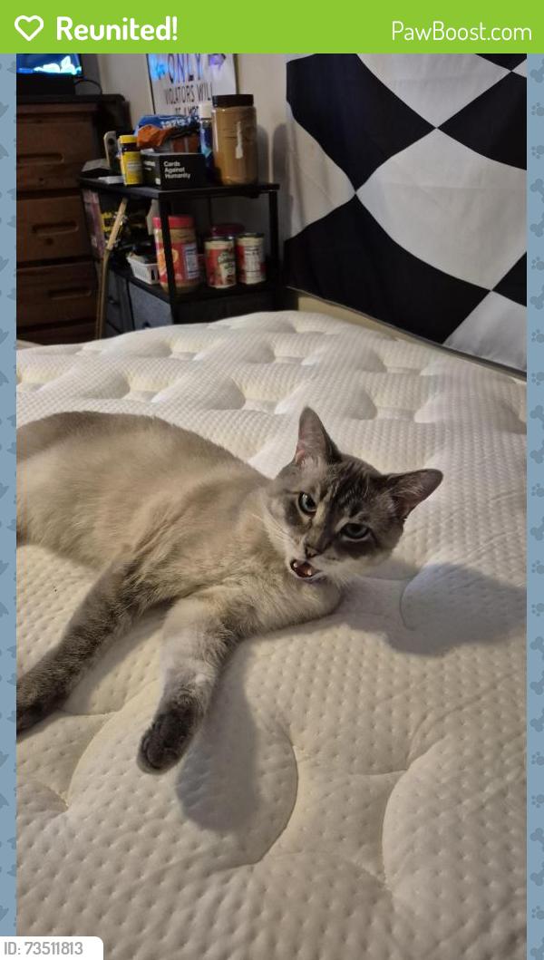 Reunited Male Cat last seen Near Paradise Drive, Mt. Juliet, TN 37122