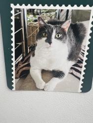 Reunited Female Cat last seen 110th Avenue on Isle of Palms, Treasure Island, FL 33706