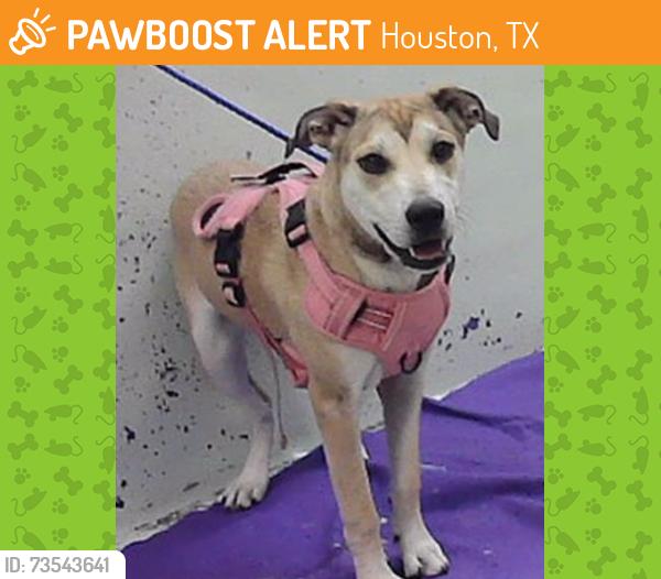 Found/Stray Female Dog last seen Lyons 77020, Houston, TX 77020