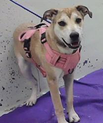 Found/Stray Female Dog last seen Lyons 77020, Houston, TX 77020