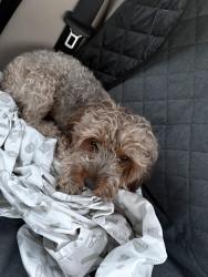 Reunited Female Dog last seen Bruce B Downs and County Line Rd in New Tampa/Wesley Chapel, Tampa, FL 33647