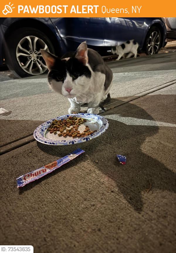 Found/Stray Unknown Cat last seen At the conedison corona, Queens, NY 11368