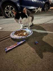 Found/Stray Unknown Cat last seen At the conedison corona, Queens, NY 11368