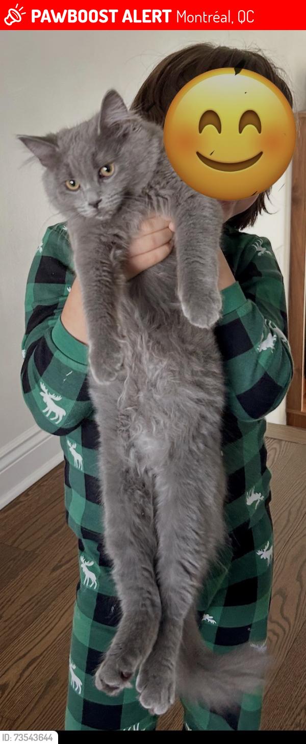 Lost Male Cat last seen Boulevard Gouin et rue Olympia, Montréal, QC 