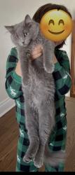 Lost Male Cat last seen Boulevard Gouin et rue Olympia, Montréal, QC 