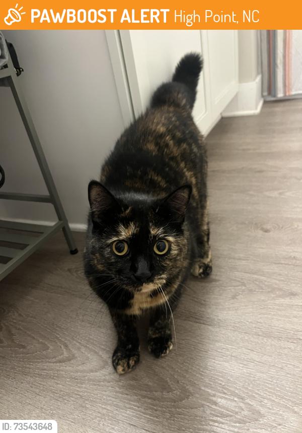 Found/Stray Unknown Cat last seen Off of NC 62 across from the Exxon by Stone Arch Drive and Modlin Grove Road, High Point, NC 27260