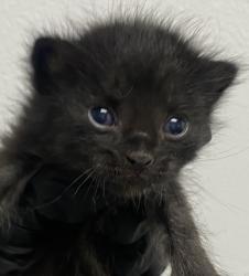 Shelter Stray Male Cat last seen La Media Road, San Diego, CA, 92173, 5500 Gaines St, San Diego, CA 92110, USA