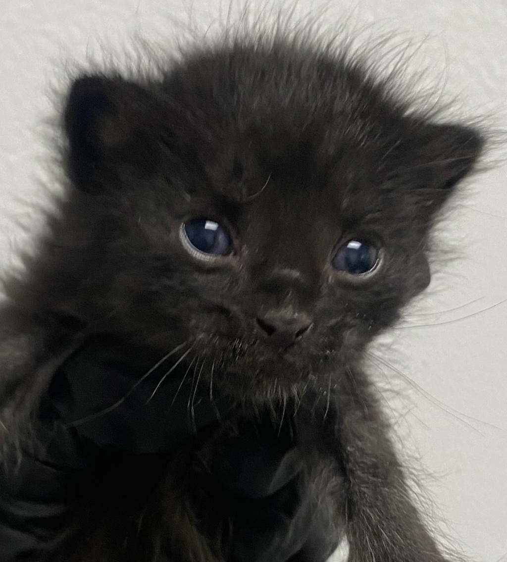 Shelter Stray Male Cat last seen La Media Road, San Diego, CA, 92173, 5500 Gaines St, San Diego, CA 92110, USA