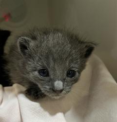 Shelter Stray Female Cat last seen La Media Road, San Diego, CA, 92173, 5500 Gaines St, San Diego, CA 92110, USA