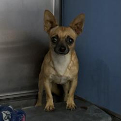 Shelter Stray Male Dog last seen Near Gaines Street, San Diego, CA, 92110, 5500 Gaines St, San Diego, CA 92110, USA