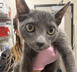 Shelter Stray Female Cat last seen Apt 4,478 Van Houten Avenue, El Cajon, CA, 92020, El Cajon, CA 92020, USA