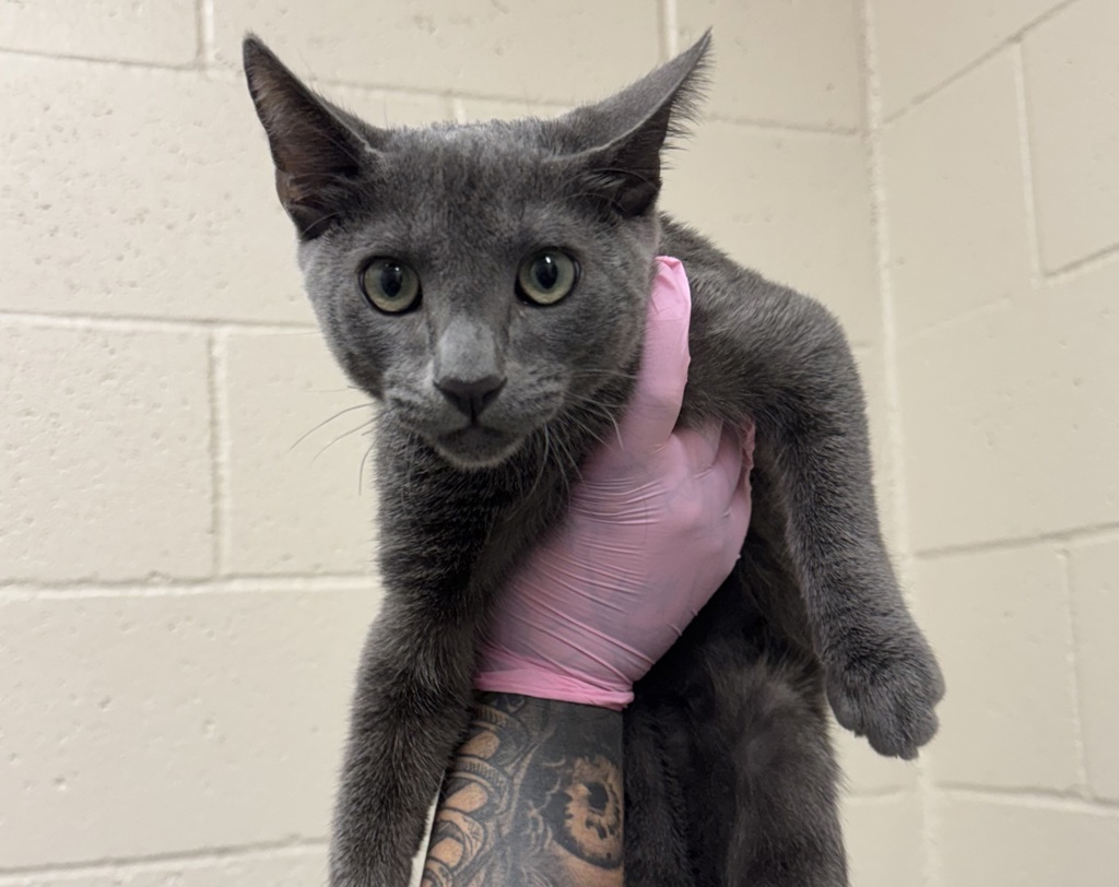 Shelter Stray Male Cat last seen Apt 4,478 Van Houten Avenue, El Cajon, CA, 92020, El Cajon, CA 92020, USA