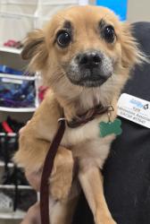 Shelter Stray Female Dog last seen N Marshall Avenue, El Cajon, CA, 92020, El Cajon, CA 92020, USA
