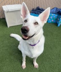 Shelter Stray Female Dog last seen Apt 17,550 Los Arbolitos Boulevard, Oceanside, CA, 92058, Oceanside, CA 92058, USA
