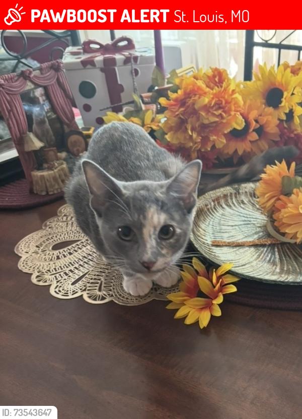 Lost Female Cat last seen East Ripa Avenue And South Broadway, St. Louis, MO 63125
