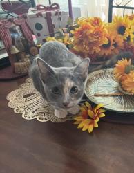 Lost Female Cat last seen East Ripa Avenue And South Broadway, St. Louis, MO 63125