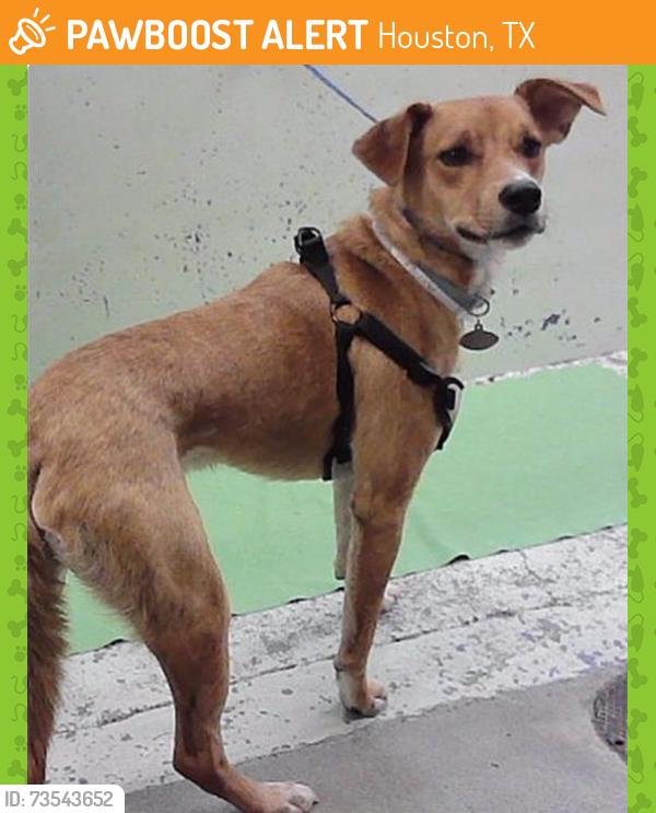 Found/Stray Male Dog last seen Near Block Memorial 77024, Houston, TX 77024