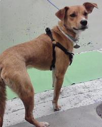 Found/Stray Male Dog last seen Near Block Memorial 77024, Houston, TX 77024