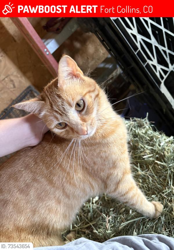Lost Female Cat last seen Timberline and zephyr, Fort Collins, CO 80528