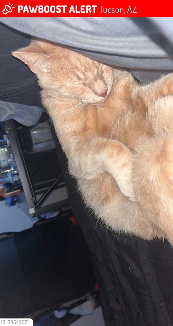 Lost Male Cat last seen Sycamore park, Tucson, AZ 85756