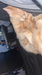 Lost Male Cat last seen Sycamore park, Tucson, AZ 85756