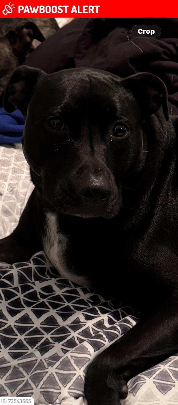 Lost Female Dog last seen Compass Pointe, Brunswick County, NC 28451